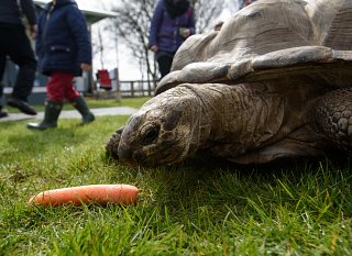 Meet the giant tortoises